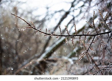 Snowy Tree In Texas Winter Storm