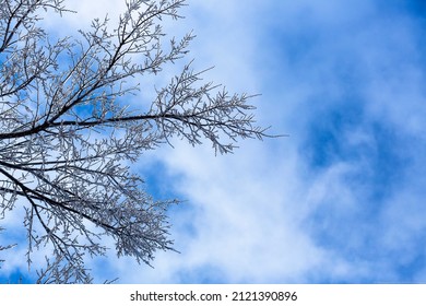 Snowy Tree In Texas Winter Storm