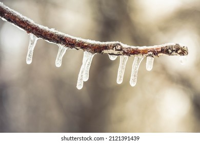 Snowy Tree In Texas Winter Storm