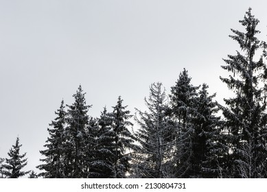 Snowy Tree Tops In Germany 