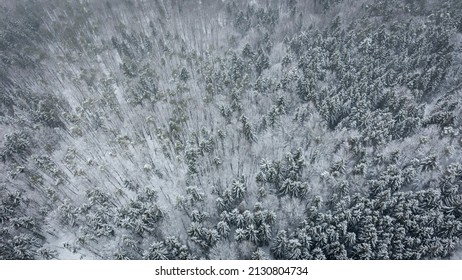 Snowy Tree Tops In Germany 