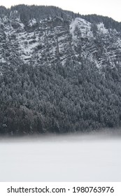 Snowy Tree Tops With Mountain Background.