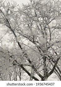 Snowy Tree Tops In NY