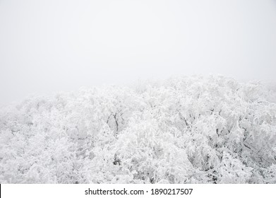 Snowy Tree Tops On White Background