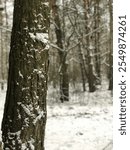 Snowy Tree Trunk in a Winter Forest