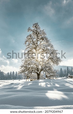 Snowy tree in winter backlight