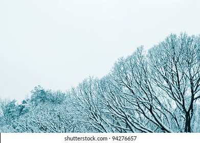 Snowy Treeline