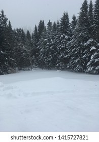 Snowy Treeline In Maine Image