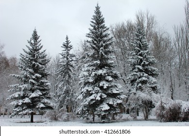 1,290,906 Snowy trees Images, Stock Photos & Vectors | Shutterstock