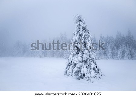 Snowy trees in a beautiful Winterlandscape