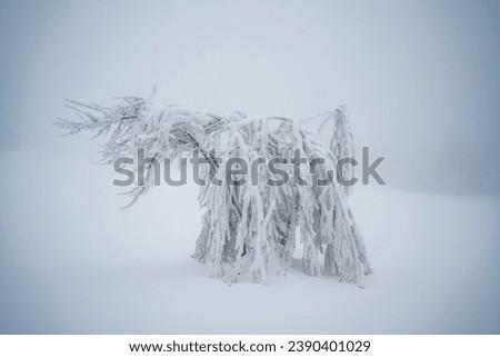 Snowy trees in a beautiful Winterlandscape