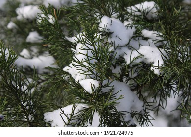 Snowy Trees During The Texas Snow Storm