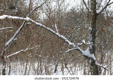 Snowy Trees During The Texas Snow Storm