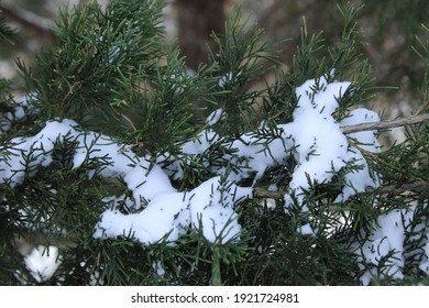 Snowy Trees During The Texas Snow Storm