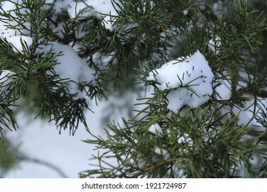 Snowy Trees During The Texas Snow Storm