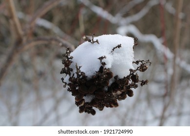 Snowy Trees During The Texas Snow Storm