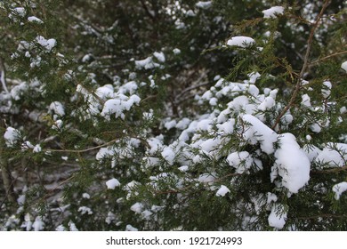 Snowy Trees During The Texas Snow Storm