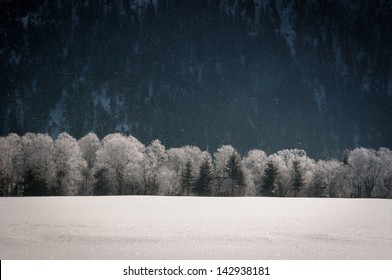 snowy trees in front of winter filed