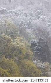 Snowy Trees. Frosted Forest. Tree Tops With Lush Green Leaves In Spring. Snowing Weather