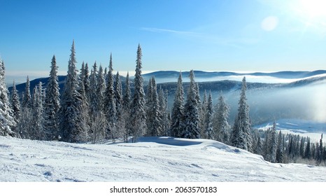 Snowy Trees In The Mountains In Sunny Weather