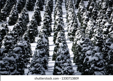 Snowy Trees On A Christmas Tree Farm In January