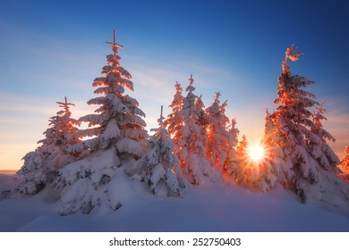 Snowy Trees On Winter Mountains