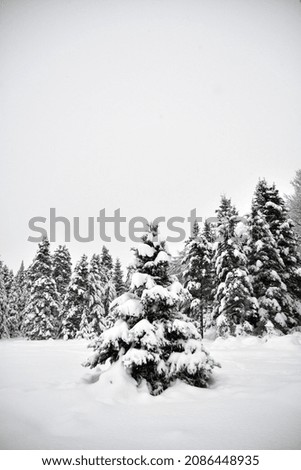 Similar – Image, Stock Photo Winter Forest on Speed