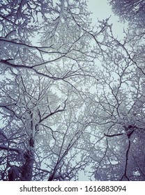 Snowy Trees In Rusutsu Resort In Hokkaido