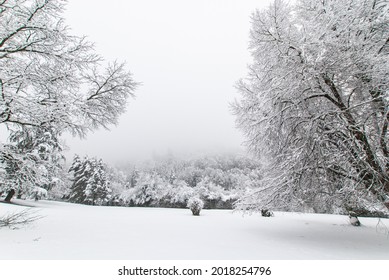 Snowy trees in a snow-covered park on a foggy day. - Shutterstock ID 2018254796