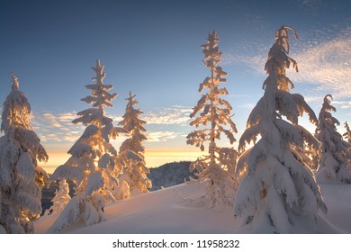 Snowy Trees at Sunrise