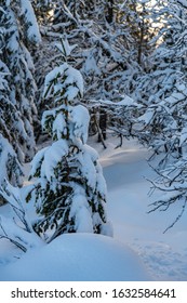 Snowy Trees In Trysil, Norway