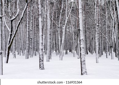 Snowy trees in the winter forest