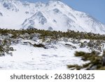 Snowy Tundra with Ptarmigan and Alpine Peaks.A white-feathered ptarmigan blends into snowy pine shrubs with the majestic Tateyama Mountains rising in the background under clear skies.

