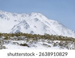 Snowy Tundra with Ptarmigan and Alpine Peaks.A white-feathered ptarmigan blends into snowy pine shrubs with the majestic Tateyama Mountains rising in the background under clear skies.


