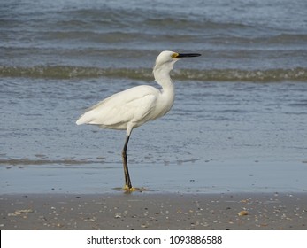 425 Crane Eating Fish Images, Stock Photos & Vectors | Shutterstock