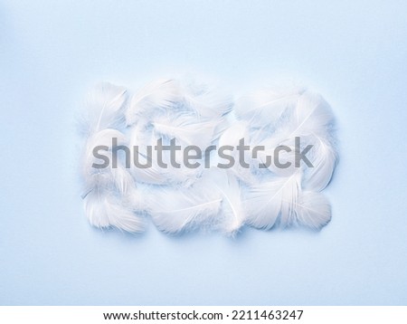 Snowy white feathers on light blue paper backdrop. Lightness and pureness concept. Background for cosmetics advertisement. Podium, pedestal for new product.