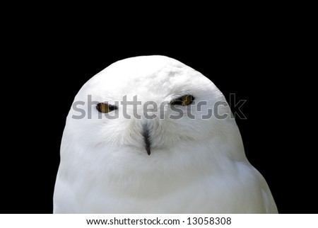 Similar – Snowy owl face III