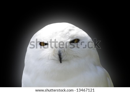 Similar – Snowy owl face III