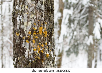 Snowy White Spruce (Picea Glauca)