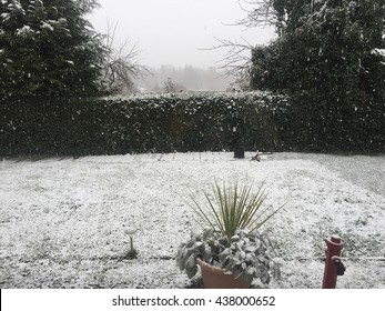 Snowy Winter Backyard Background View