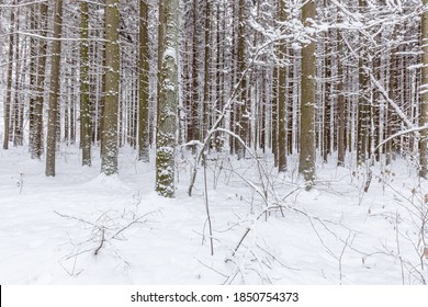 Snowy Winter Forest Background. Spruce Trees Trunks, Sticked With Snow.