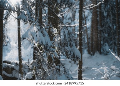 Snowy winter forest in sunny day, hoarfrost, snow and ice on tree trunks and branches