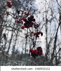 Snowy Winter In Gatlinburg, Tennessee