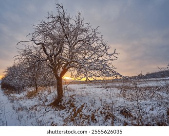 A snowy winter landscape with a bare tree in the foreground, bathed in warm sunlight from a setting sun, under a pastel sky. - Powered by Shutterstock