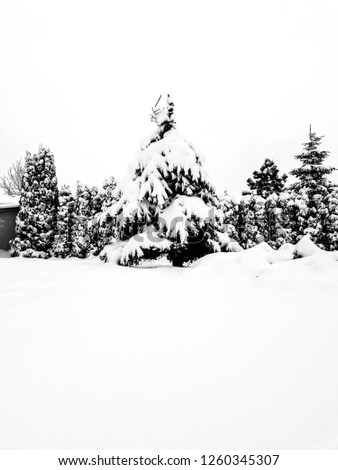 Similar – Image, Stock Photo Winter Forest on Speed