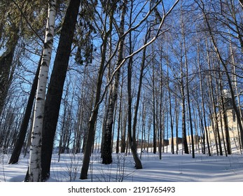 Snowy Winter In A Nordic Forest