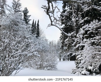 Snowy Winter In A Nordic Forest