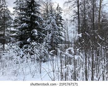 Snowy Winter In A Nordic Forest