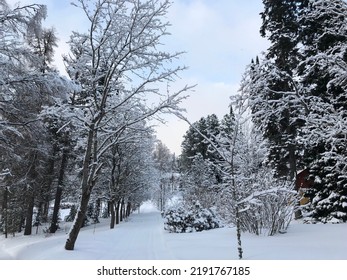 Snowy Winter In A Nordic Forest