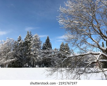 Snowy Winter In A Nordic Forest